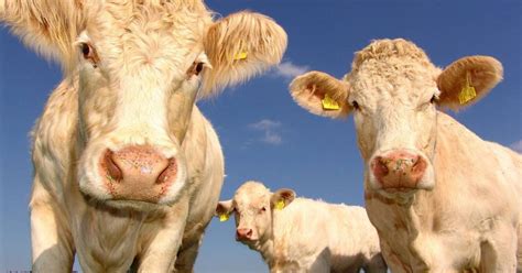 FDA Issues Warnings Against Feeding CBD To Farm Animals